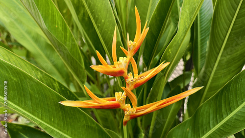 beautiful yellow heliconia psittacorum or the parakeet flower or parrot flower or false bird of paradise with green leaves. exotic flower