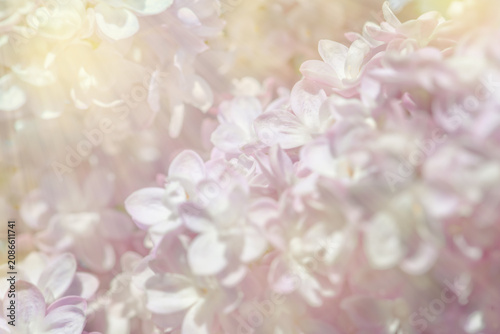 Spring pink white lilac flowers pale background closeup