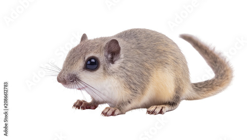 Fotografie Small rodent with large dark eyes and bushy tail