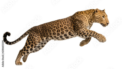 Leopard mid-jump with spotted fur and curled tail