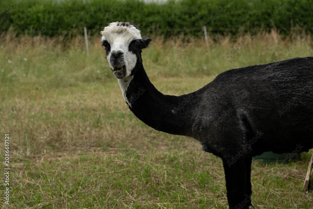 Fototapeta premium alpaka tier natur lama