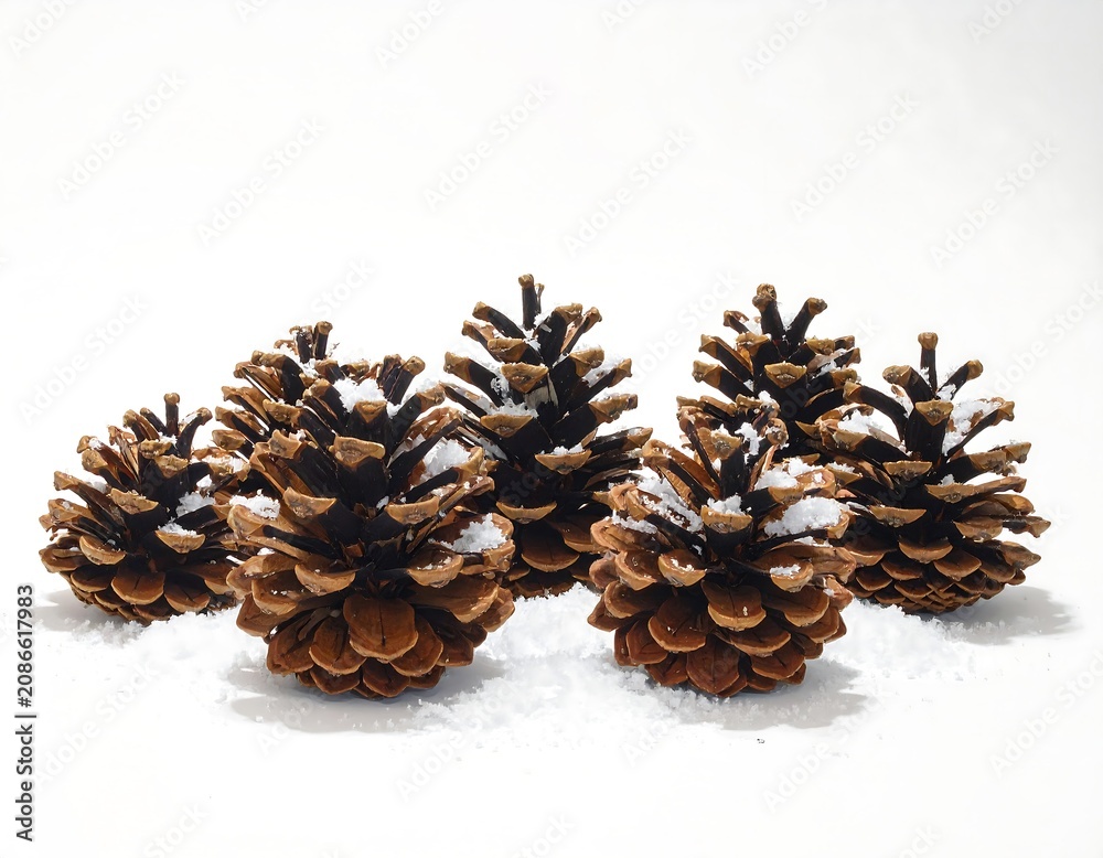 Fototapeta premium Close-up of several brown, open pinecones dusted with white snow on a white background