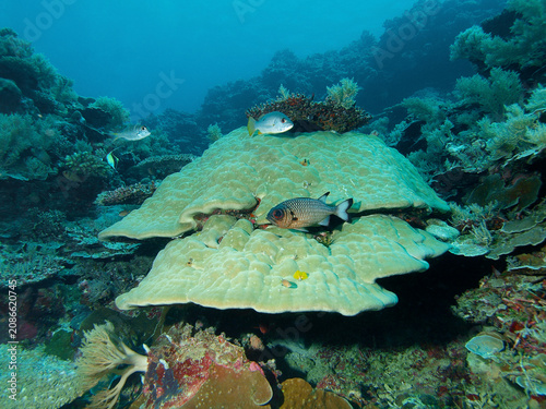 Bronze Soldierfish (Myripristis adusta) resting among a massive colony of Porites coral at Dexter's Wall, Palau, Micronesia. Reef scene, - Mountain corals provide habitat for countless marine species.