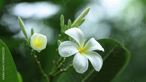 White Frangipani Flower Blooming on Tree in Tropical Garden