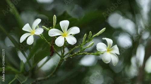 White Frangipani Flower Blooming on Tree in Tropical Garden