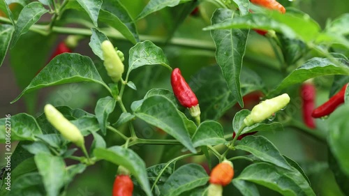 Chili Peppers Growing on Plant in Garden