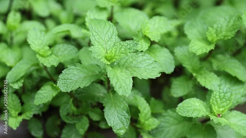 Fresh Mint Plant Growing in Herb Garden