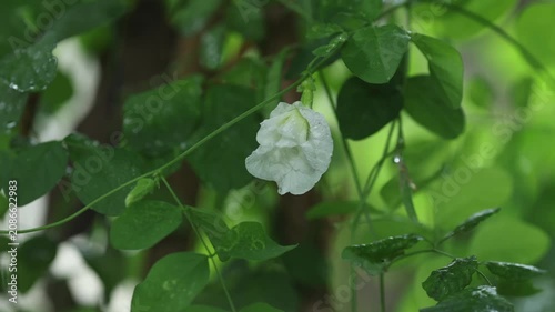 White Butterfly Pea Flower Blooming on Vine in Garden