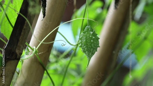 Bitter Melon Growing on Vine in Organic Garden