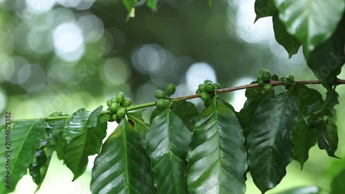 Green Coffee Cherries Growing on Coffee Tree