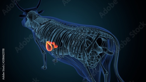 Blue cow anatomy. 3d render