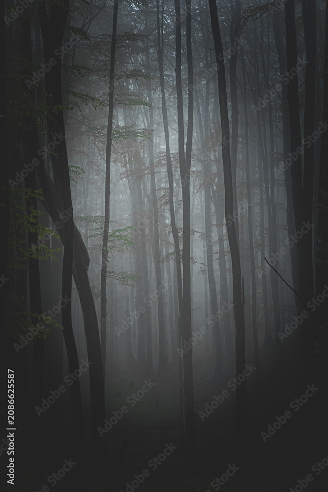 Naklejka premium fog in the forest