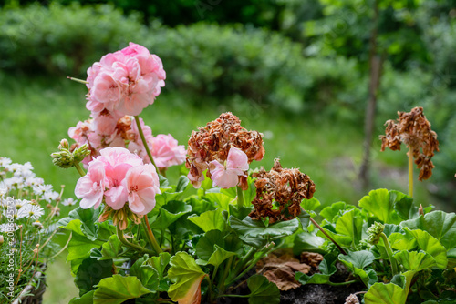 Pink geranium flowers with dried blooms in balcony planter needing summer care and deadheading