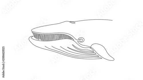 Minimalist Line Art Whale Drawing, Ocean Mammal Illustration, Marine Life