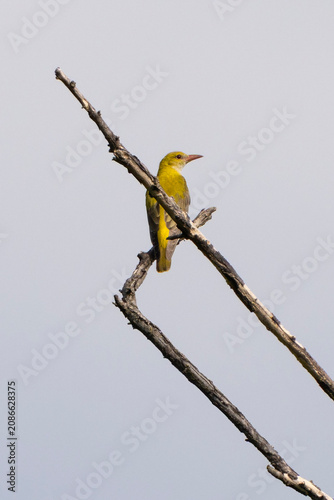 Canvas Print Adult female Eurasian golden oriole (Oriolus oriolus), or common golden oriole