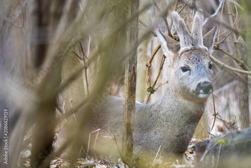 Foto A wild European roe deer buck with thick velvet antlers looking out from behind bare winter thickets and branches at the Steinhofgruende nature reserve in Vienna, Austria