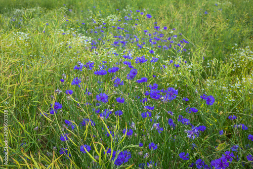 Cluster of Vibrant Blue Cornflowers in Rural Agricultural Landscape. Beautiful wild blue cornflowers blooming naturally among green barley and meadow grasses during the summer season.