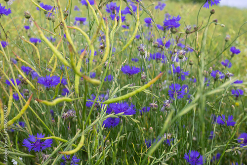 Blue Cornflowers Blooming Among Green Barley Stalks in Summer Field Close Up. Beautiful wild blue cornflowers blooming naturally among green barley and meadow grasses during the summer season.