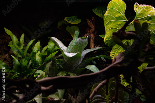 Green lizard camouflaged among tropical plants in a dark vivarium. Reptile resting on a bromeliad leaf in a naturalistic terrarium habitat. Wildlife observation and exotic pet care.