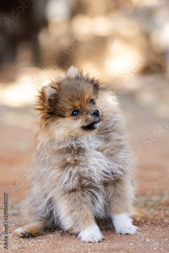 Baby Pomeranian Sable puppy alone portrait
