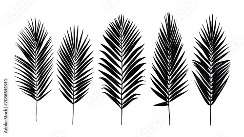 Fotografie Palm leaves appear as a collection of five distinct black silhouettes arranged horizontally on a white background