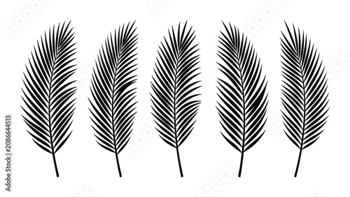 Fotografie Palm leaves arranged in a row display elegant tropical frond patterns on a bright surface