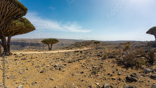 Rocky desert landscape with umbrella trees. Socotra, Yemen.