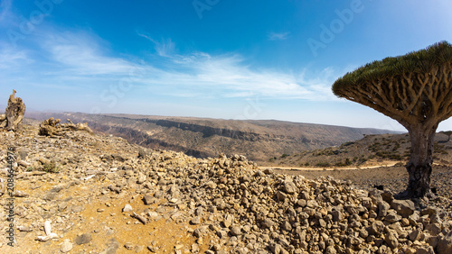 Rocky desert landscape with lone tree. Socotra, Yemen.
