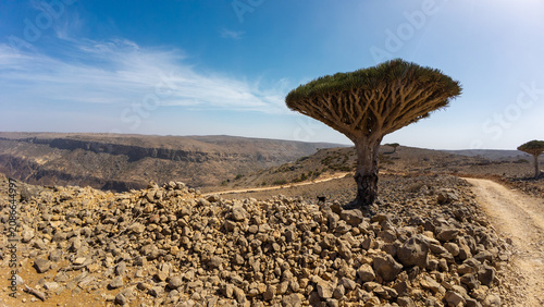 Dragon blood tree on rocky desert road. Socotra, Yemen.