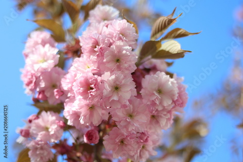 Pink sakura cherry blossom flowers close up against bright blue sky background, spring blooming Japanese cherry branch, botanical background with copy space.