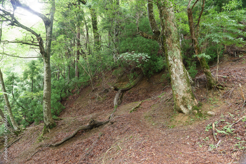 山の中