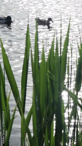 A lone duck moves slowly behind the reeds, maintaining a steady pace, while the sun's reflections flicker and the ripples subtly expand, creating the peaceful, natural ambience of a lake in daylight.