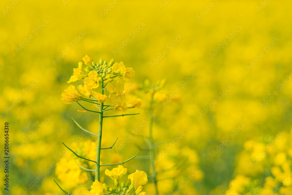 Obraz premium 三月の壮観な黄色い菜の花畑と菜の花
