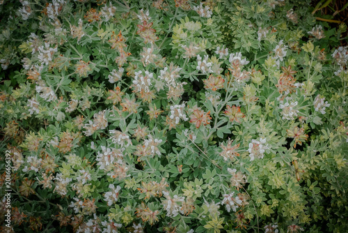 Beautiful hairy canary clover flowers blooming in a Japanese garden in early June. Lovely closeup of unique dorycnium hirsutum blossoms with fuzzy silver foliage in summer Japan, great backdrop theme.