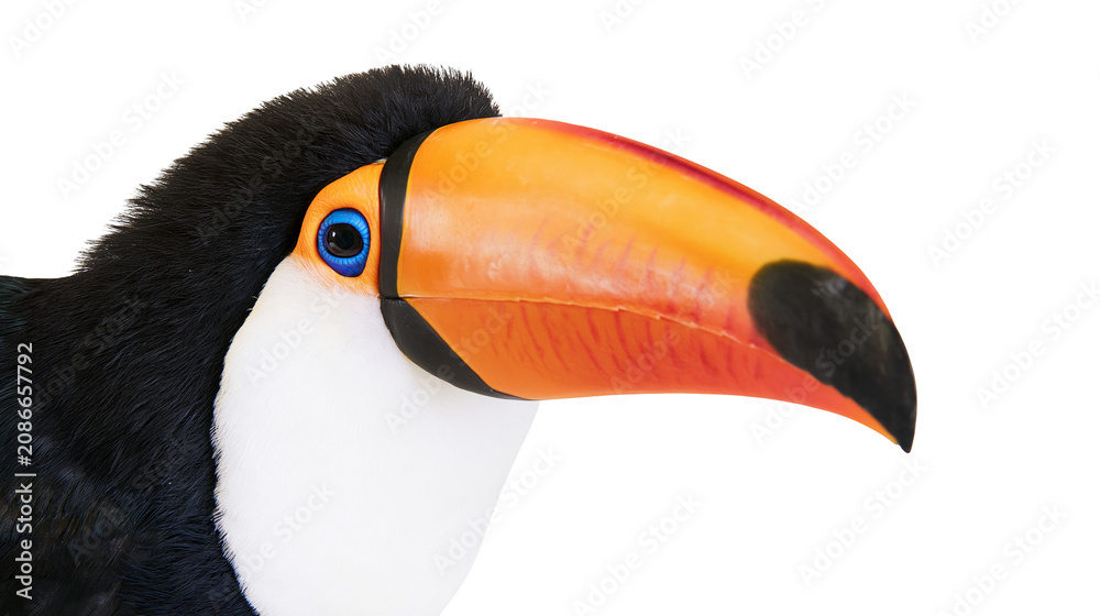 Obraz premium Plush toucan bird with large orange beak, isolated on transparent background