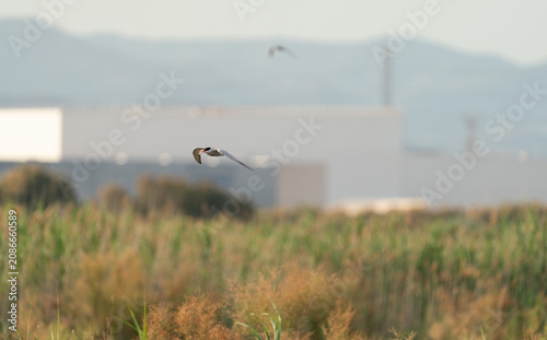 Tern flying over reeds at sunrise
