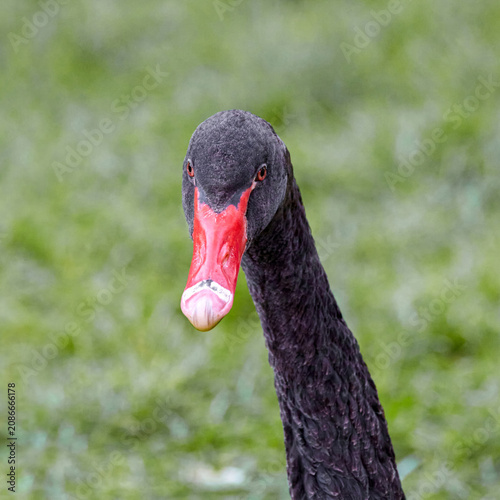 Black swan looking directly — close-up of head and beak
