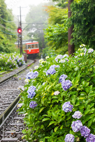 朝霧に包まれる鉄道とあじさい