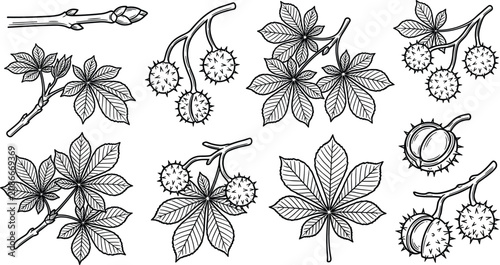 Foto Horse Chestnut Tree Branch and Leaves Line Art Icon Set with Spiky Shell Seed Po