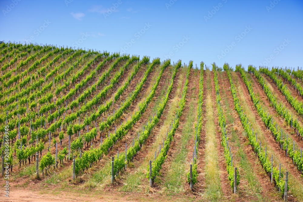 Obraz premium Sardinia vineyard landscape in Arzachena. Rural landscape in Province of Sassari, Sardinia, Italy.