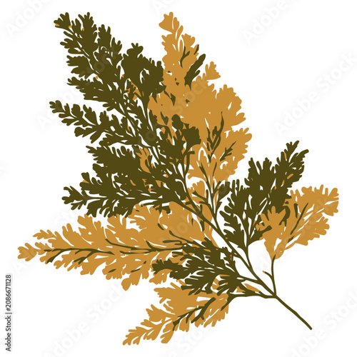 Thuja Decorative Leaf Spray Botanical Plant Illustration