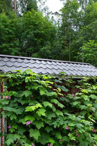 a climbing vine wrapped around a small garden house, leaving only the tiled roof visible