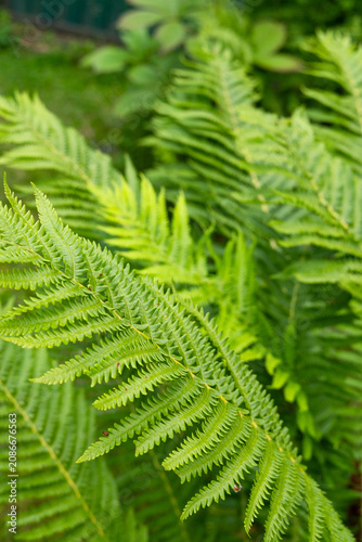 green fern in the garden in summer