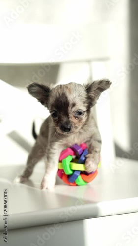 chihuahua puppy sits on a textured beige armchair, looking directly at the camera in a bright, minimalist setting.	