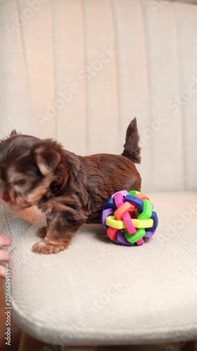 Yorkshire Terrier puppy sits on a beige upholstered chair next to a colorful toy, looking directly at the camera.