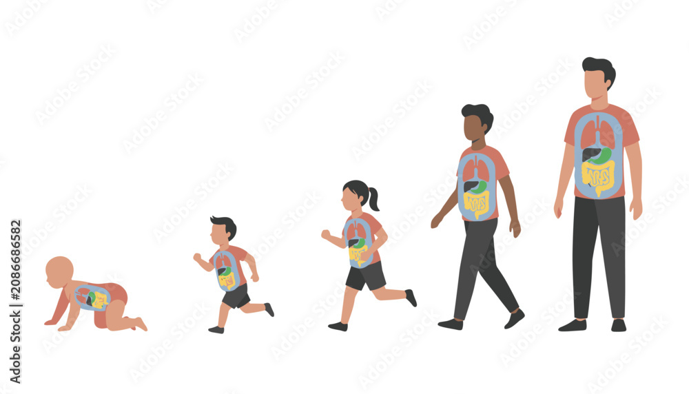 Obraz premium Human development stages from baby to adult showing internal digestive and respiratory organ systems.