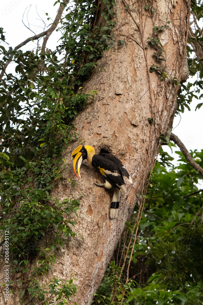 Fototapeta premium Earth Day concept on sustainability environmental renewable hornbill bird tree trunk forest wildlife beak tropical nature foliage hornbill perched tree trunk tropical forest with large yellow beak