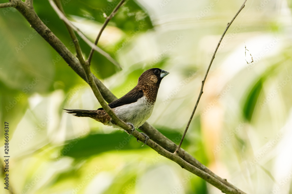 Fototapeta premium Earth Day concept on sustainability environmental renewable bird branch leaf forest wildlife nature perch tropical green foliage