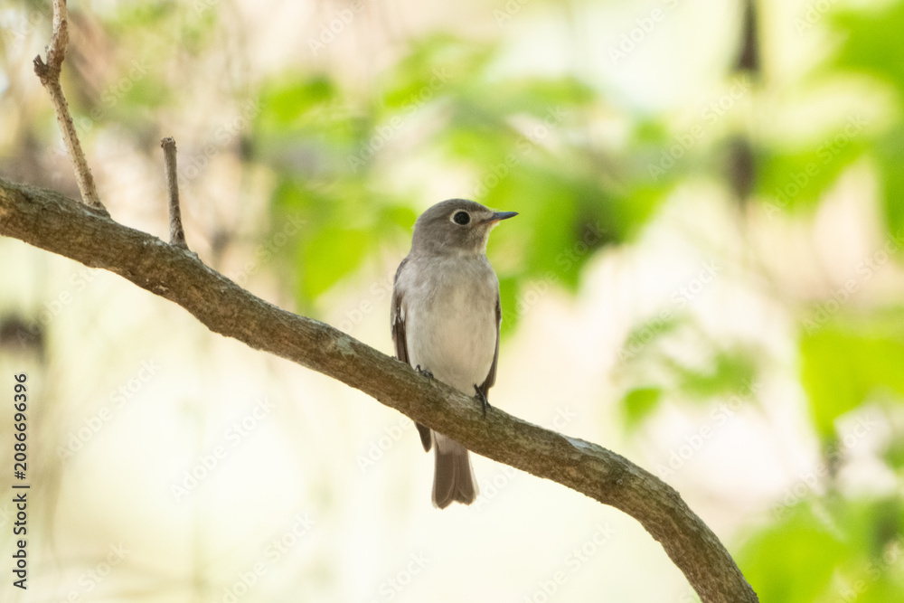 Fototapeta premium Earth Day concept on sustainability environmental renewable small bird branch tree forest nature wildlife feather green perched beak resting on branch in soft woodland light