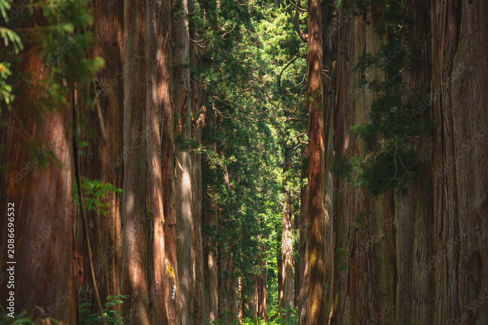Obraz premium Earth Day concept on sustainability environmental renewable redwood forest tree trunk woodland trail green foliage sunlight nature path serene old growth forest with tall cedar and moss